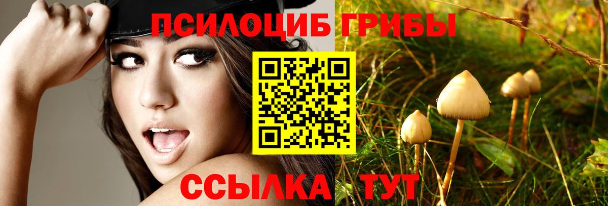 цена   Галлюциногенные грибы Cubensis  Вход с VPN  Медногорск  Галлюциногенные грибы Psilocybe 